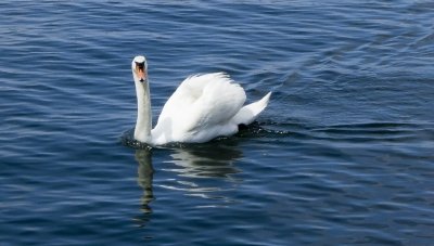 Swan