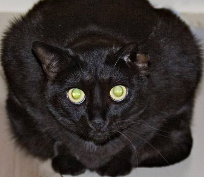 cat (small)