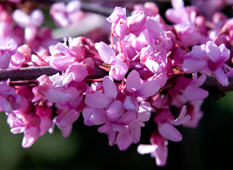 A mass of redbud