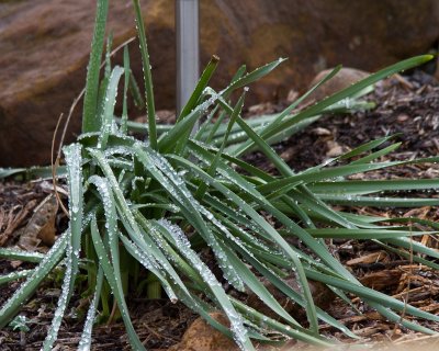 Ice on daffodils