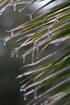 Ice dripping off palm fronds