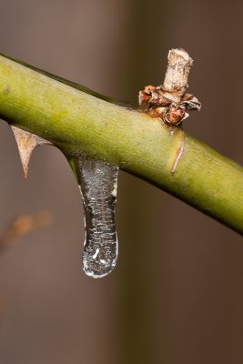 Icicle on rose