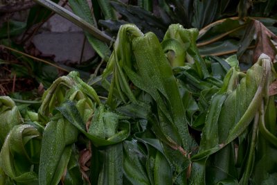 Iced crinum