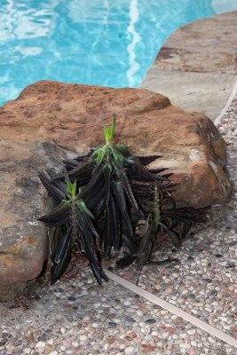 Frosted mexican hat plant