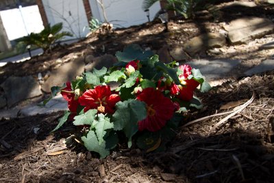 Red abutilon