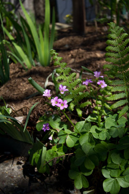 Pink oxalis, ferns & iris shoots