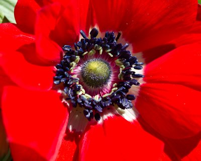 In a red anemone