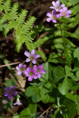 Pink oxalis & ferns 