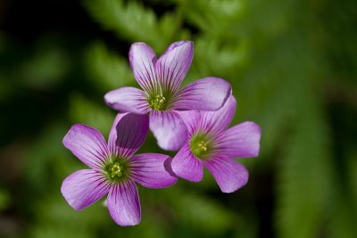 Pink oxalis