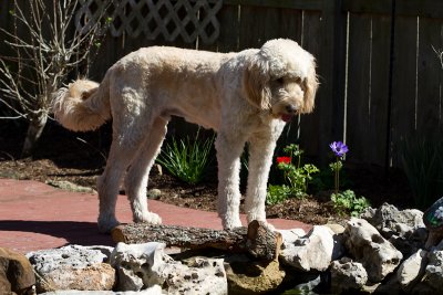 Teddy on fish watch...