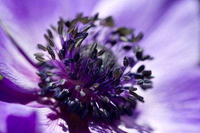 Blue anemone centre