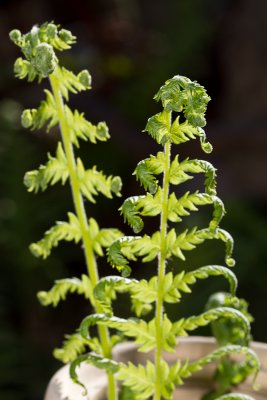Stretching Fern