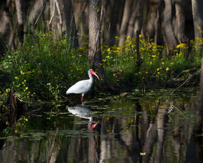 White Ibis, Yellow wildflowers
