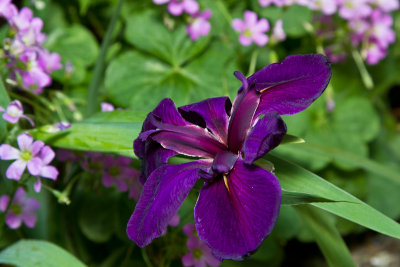 Iris & Oxalis