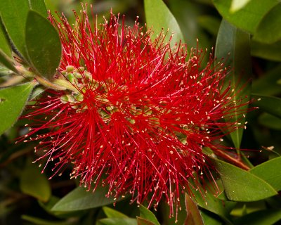 It IS a bottlebrush!
