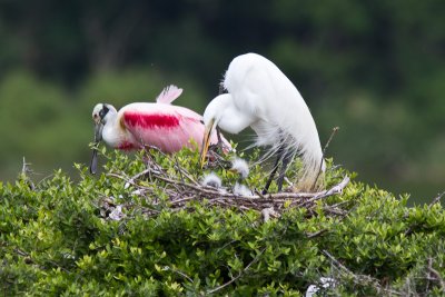 Egrets in the nest