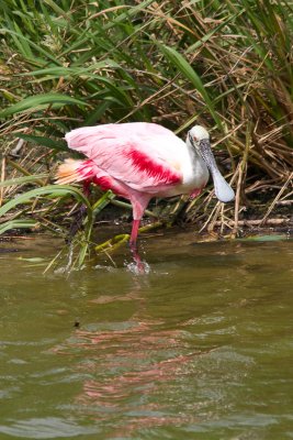 Spoonbill in the water