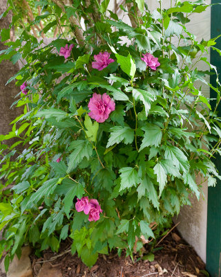 Our Garden - May 2011