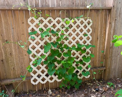 Dutchman's Pipe Vine