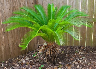 Sago Palm with new growth