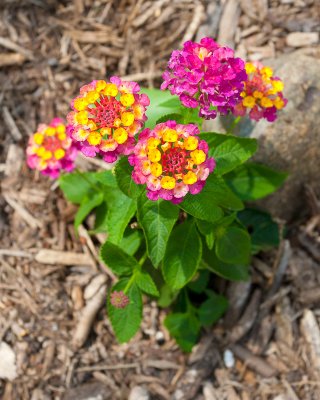 Lantana near pond