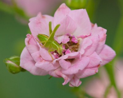 Hopper in Sweetheart Rose