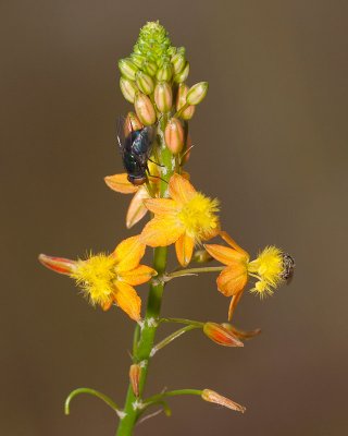 2 insects on blooms