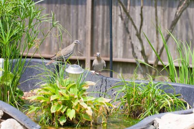 White-winged Doves