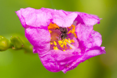 Tiny insect in Jewel of Opar bloom