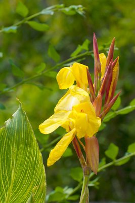 Canna Lily