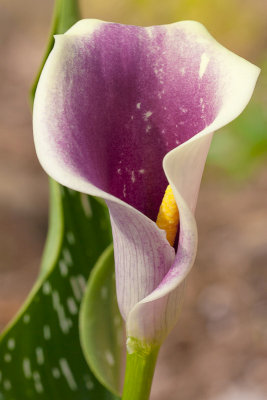 Calla close-up