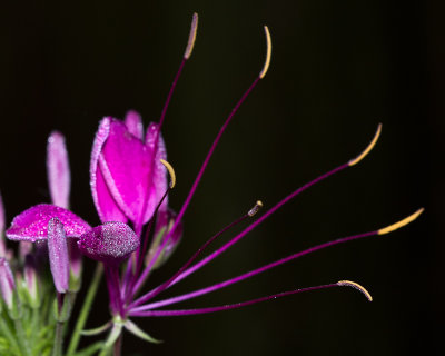 Dew-covered cleome flower