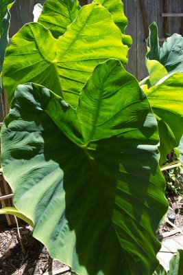 Jumbo Elephant Ear