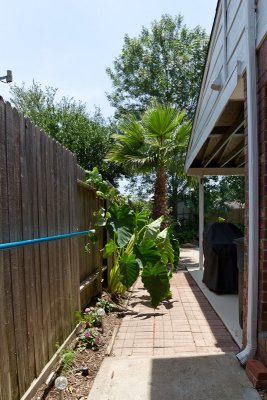 Our Garden - June 2011