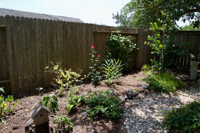 Our Garden - June 2011