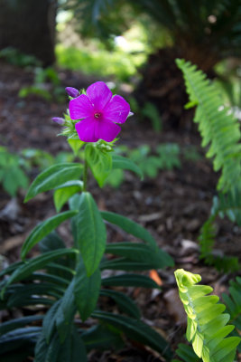 Pink phlox first flower