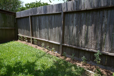 Tomato plants