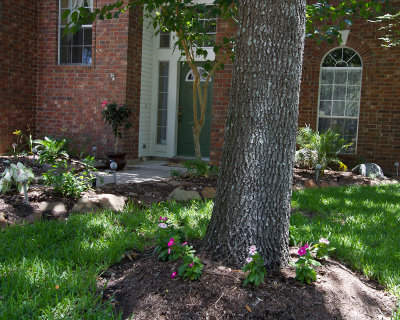 Vincas round the tree