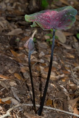 Caladium 'flower'?