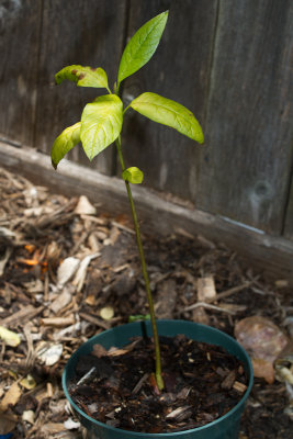 Avocado growing from a stone