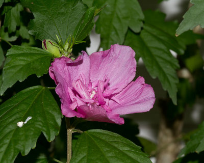 Hibiscus by the shed