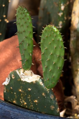 Cactus ears & Red Rock