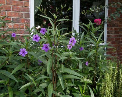 Mexican petunia