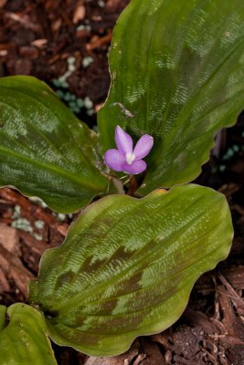 Peacock ginger