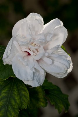 Double white hibiscus