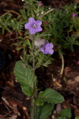 Wild petunia