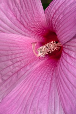 Huge pink hibiscus