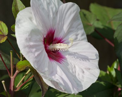 Huge white hibiscus