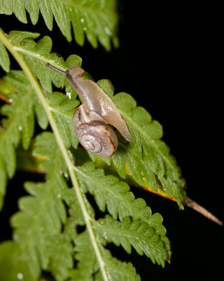 Tiny snail on fern