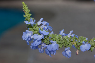 Blue Salvia